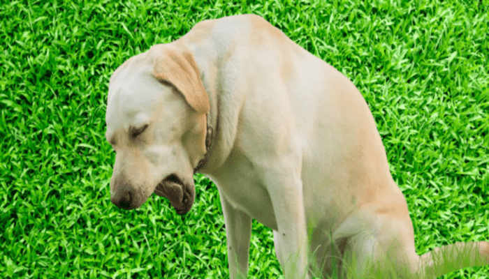 can-cbd-help-a-collapsed-trachea-in-dogs-2