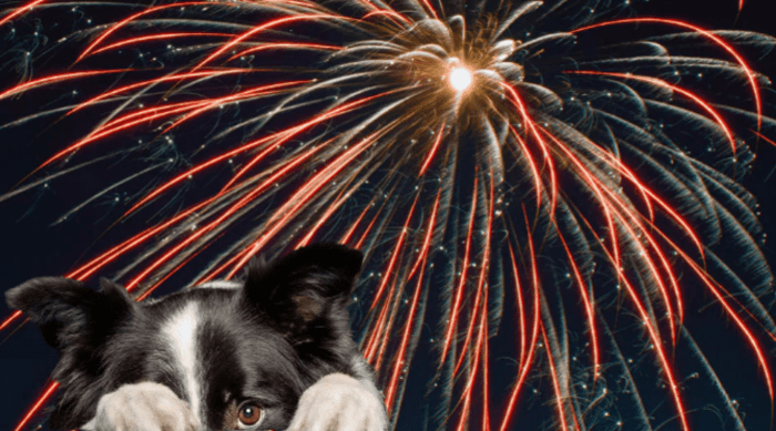 cbd-for-dogs-for-fireworks-1