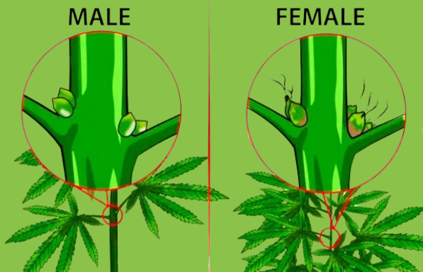 Male vs Female Weed Plant